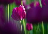 Purple Tulip_48816